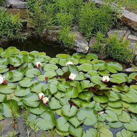 Brillant Am Nationalpark Hunsrueck-hochwald