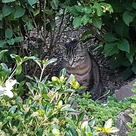 Brillant Am Nationalpark Hunsrueck-hochwald Apartament *