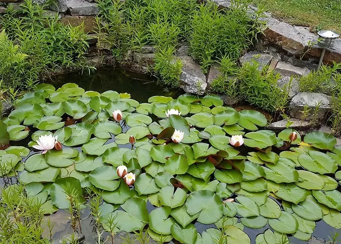 Brillant Am Nationalpark Hunsrück-hochwald