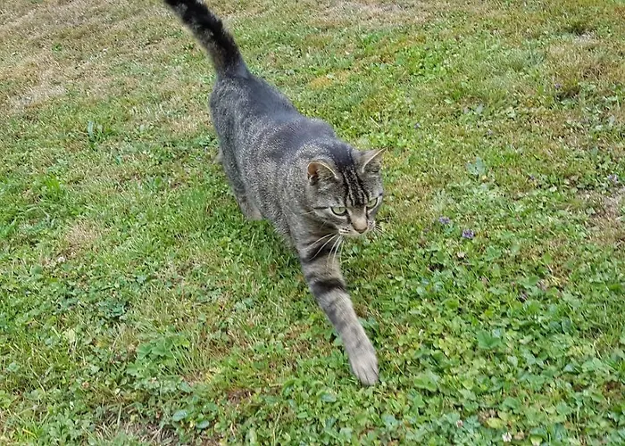 Apartamento Brillant Am Nationalpark Hunsrueck-hochwald Hettenrodt