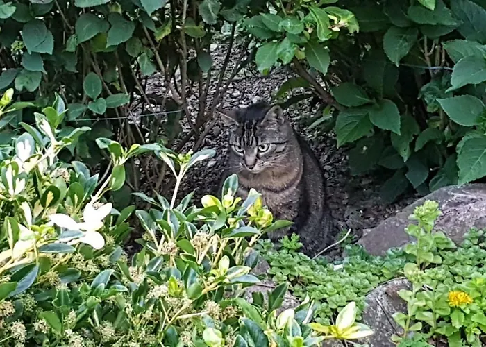 Brillant Am Nationalpark Hunsrueck-hochwald Apartamento *